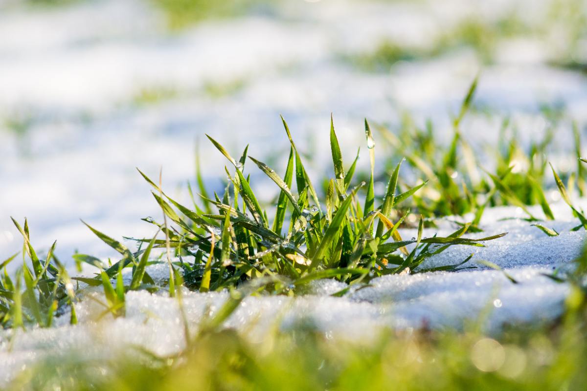 A closeup of a clump of grass poking up through shallow snow.