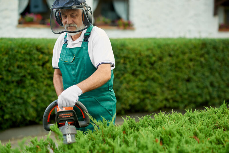 Gardener clipping hedge in garden using gasoline hedge cutter.  