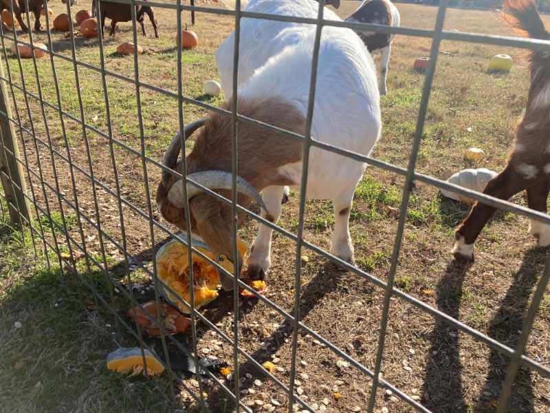 Goat standing behind wire fence eating pumpkin chunks in a pasture, with other goats and pumpkins visible in background.