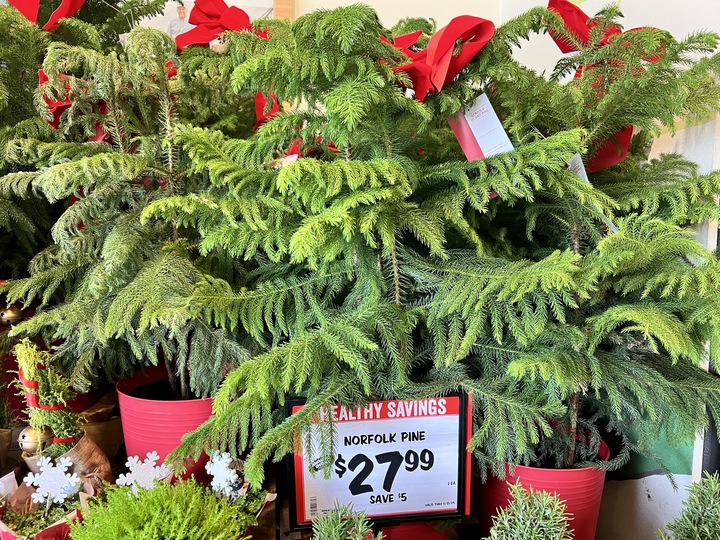Green potted Norfolk pines are in red buckets and being sold outside of a store.