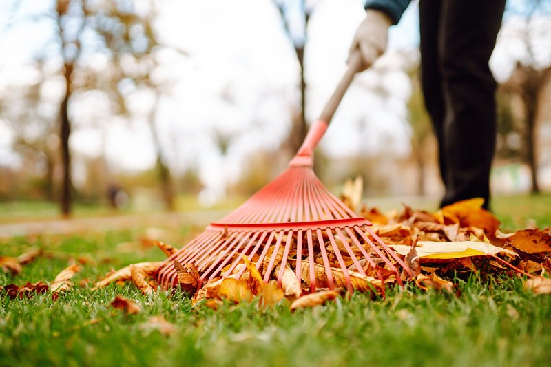 A homeowner rakes fallen leaves.