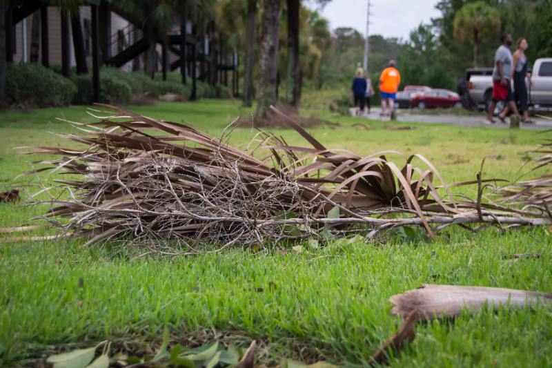 Fallen palm fronds scattered on a coastal lawn after strong winds, with people walking in the background assessing damage.