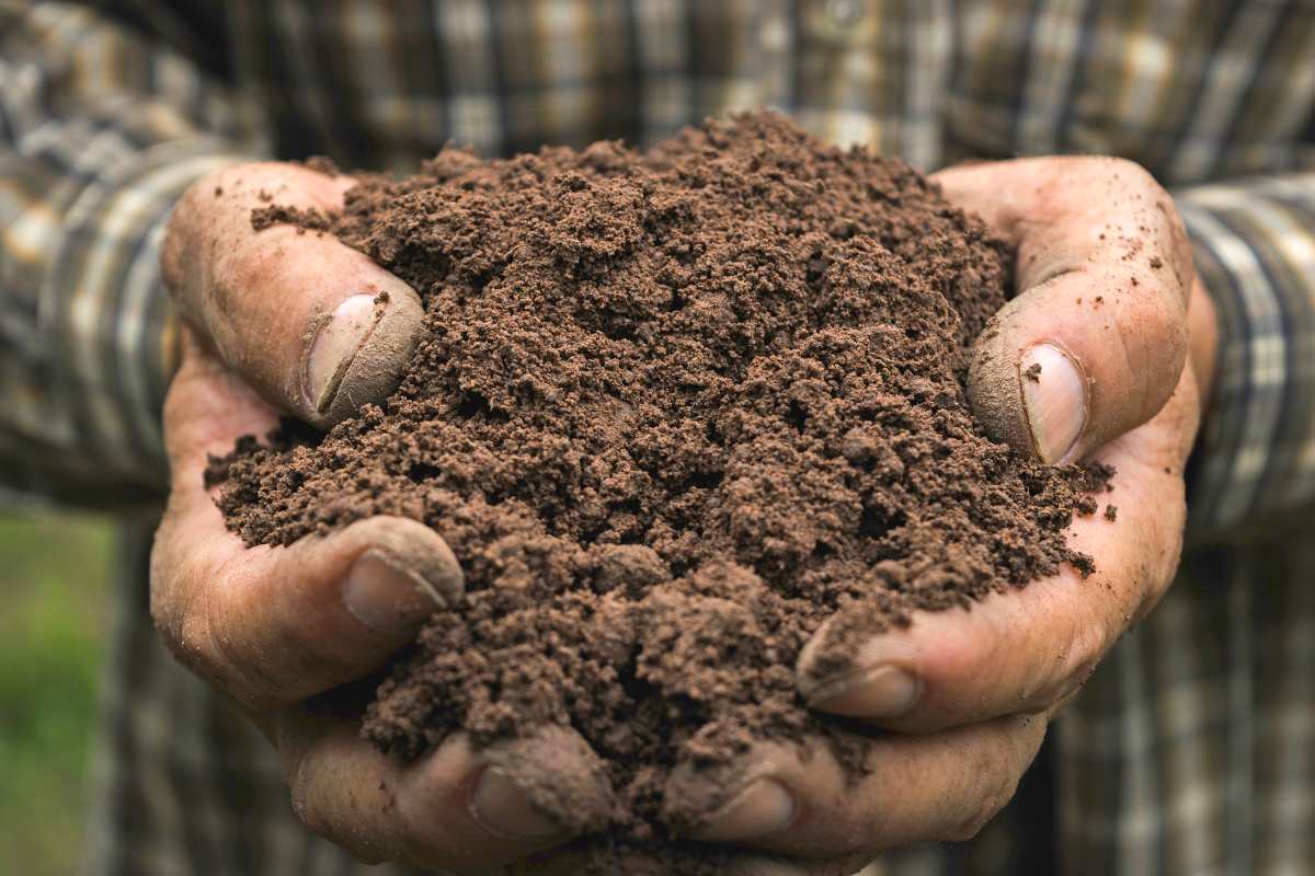 Closeup of loam soil in rugged hands.