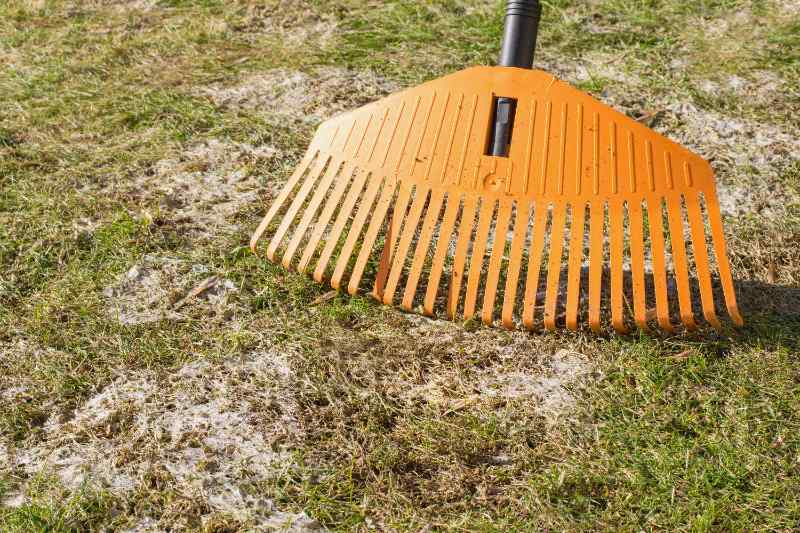 Garden rake removing dead grass and thatch from lawn during spring yard cleanup to improve airflow and promote healthy grass growth.