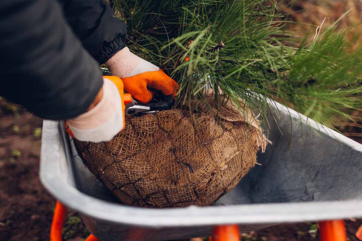 A homeowner cuts the burlap off a rootball for a Christmas tree.