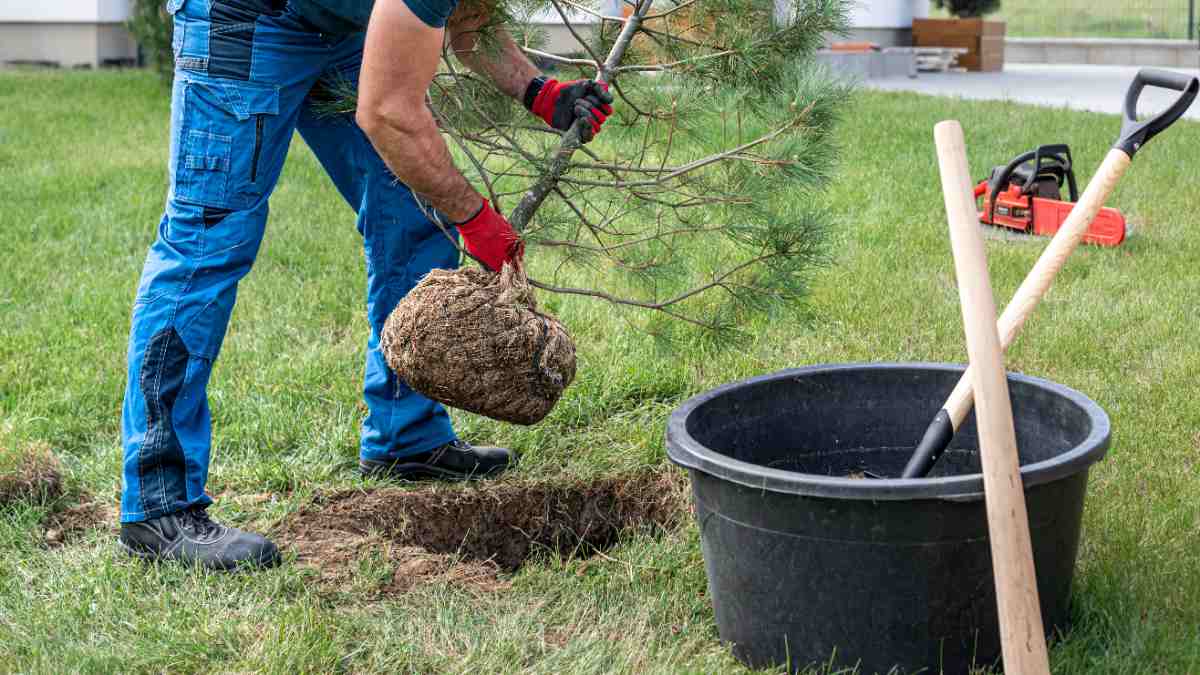 A gardener plants a live Christmas tree into a hole in lush, green grass.