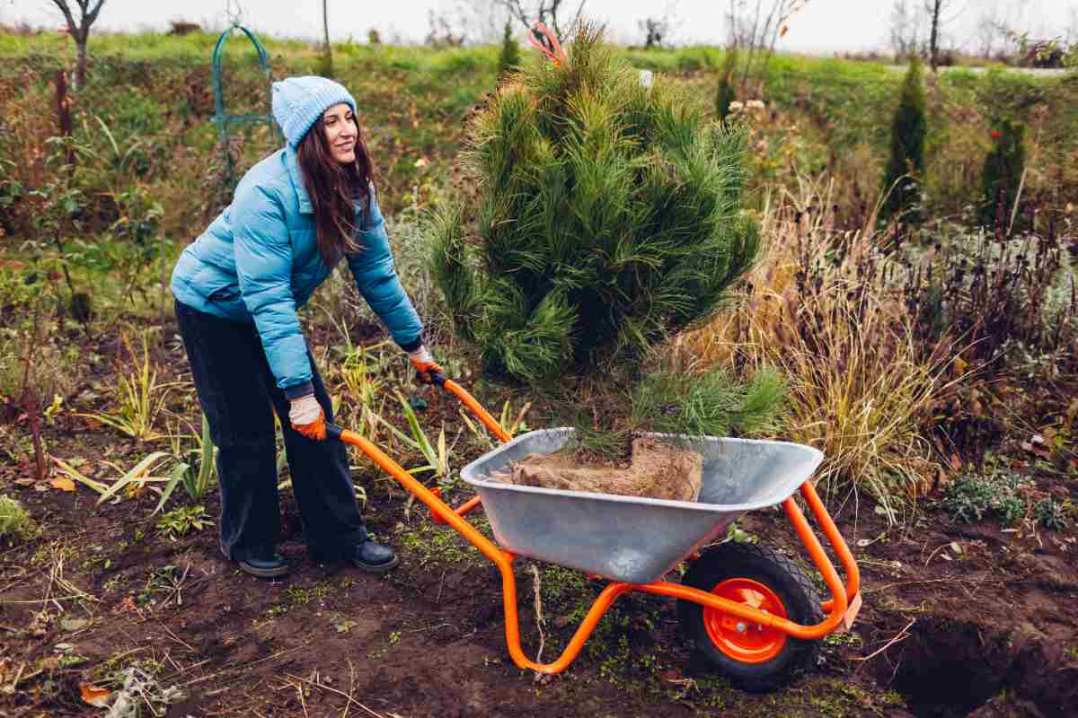 A woman, dressed in cold-weather clothing, pushes a live Christmas tree in a wheelbarrow before replanting it.