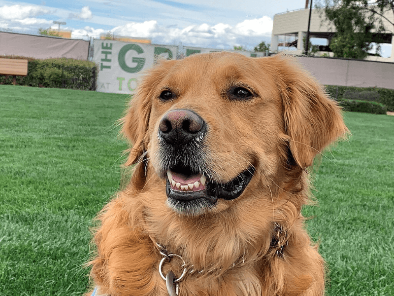 A golden retriever smiles at a dog park in Las Vegas
