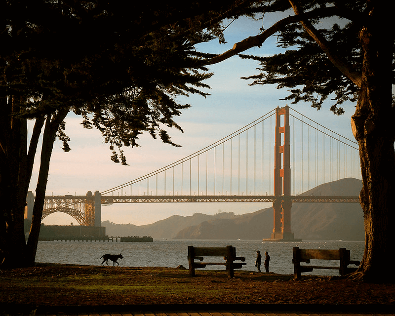 A dog stomps around a San Francisco park during golden hour with the Golden Gate Bridge in the distance
