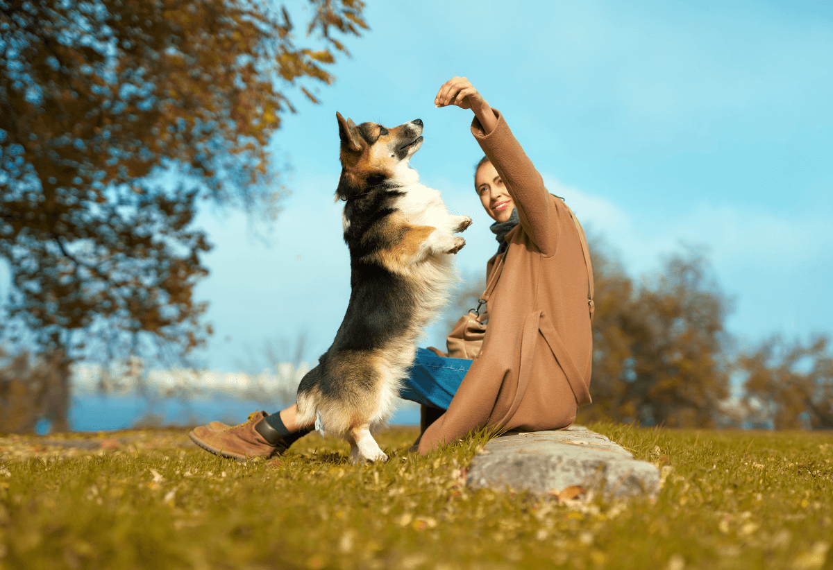 Girl with dog on grass at autumn park, training Welsh Corgi dog outdoors