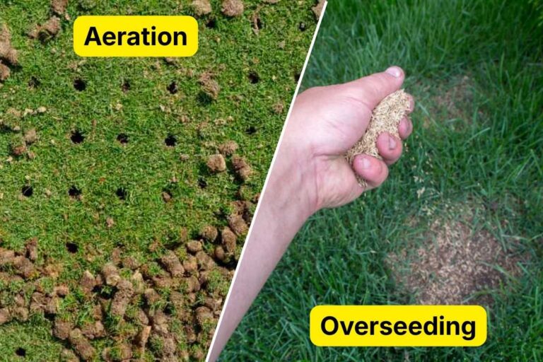 7 Steps to Prepare Your Lawn for Aeration and Overseeding