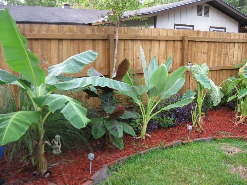 Backyard landscaping near a fence in Gainesville, FL