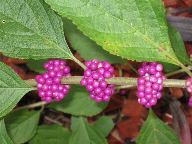 American beautyberry