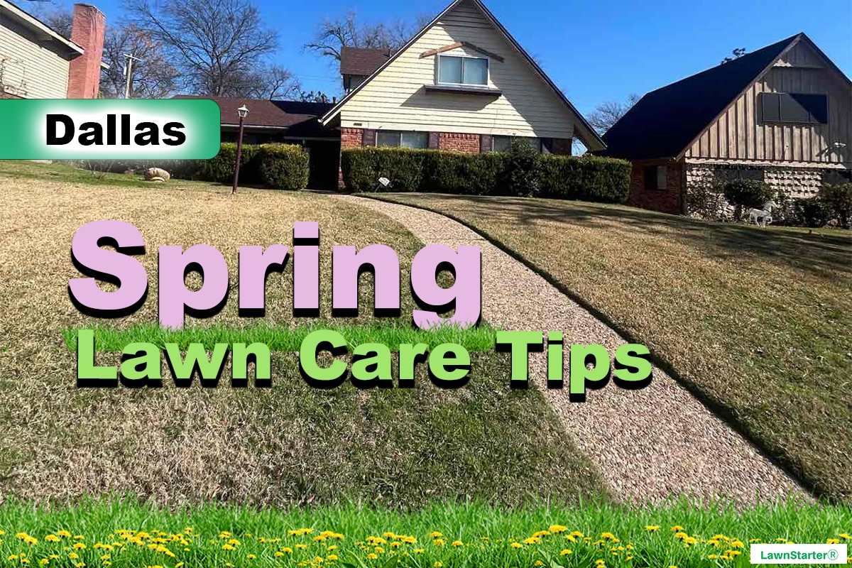 Dallas, TX Spring lawn care