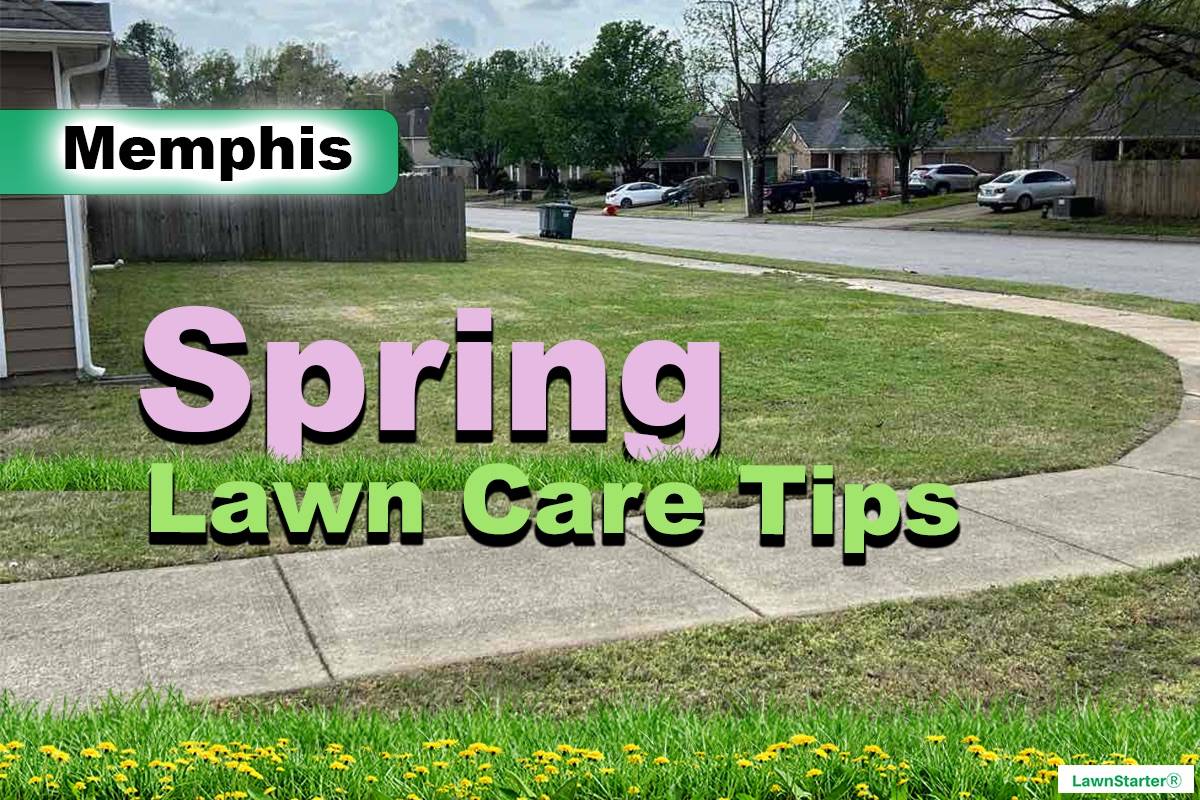 Memphis, TN Spring lawn care