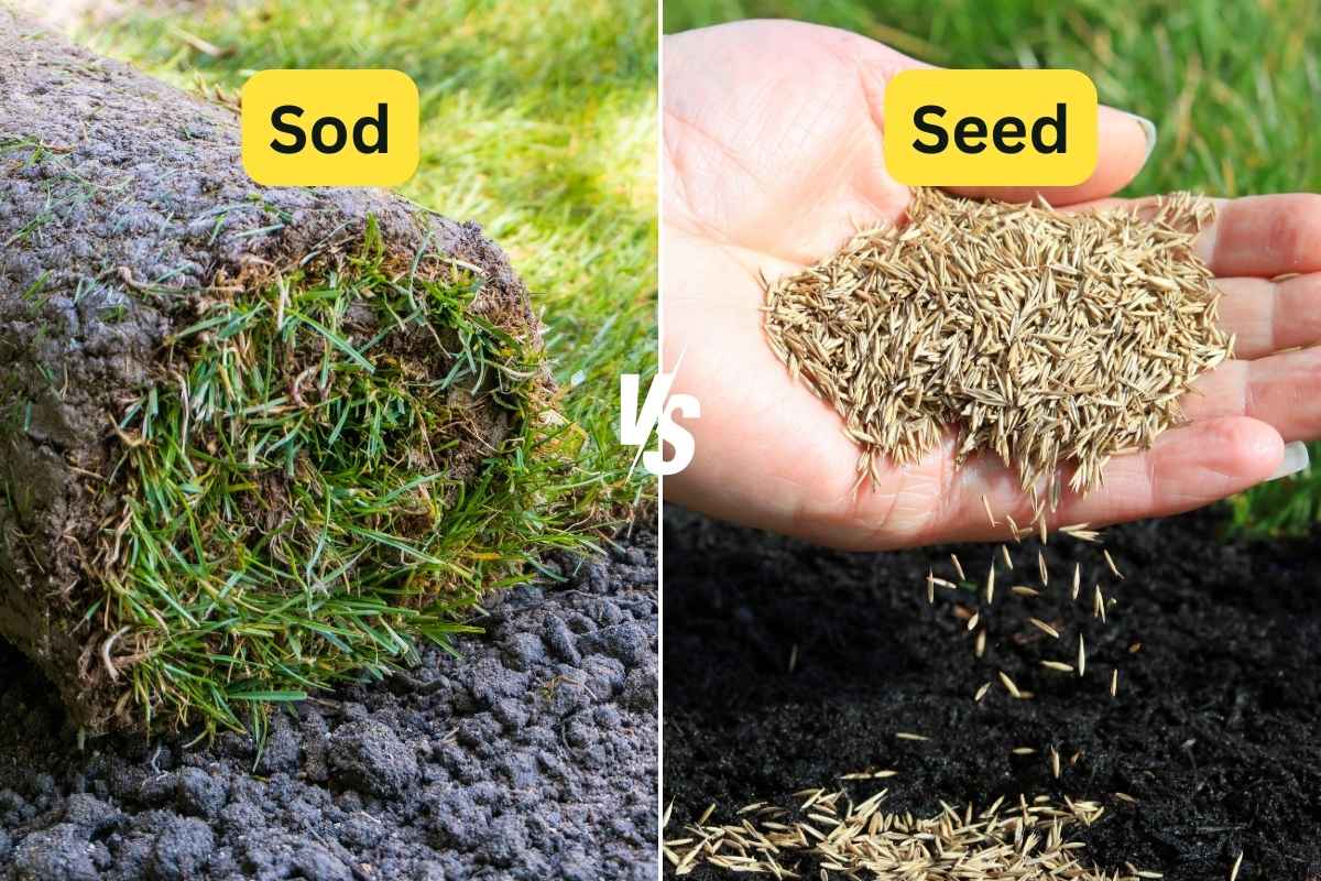 Side by side image of sod and seeding