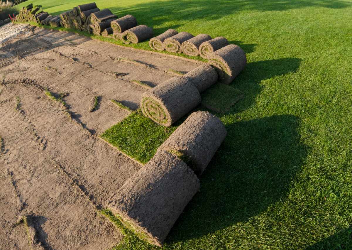Rolls of freshly cut sod on a lawn.