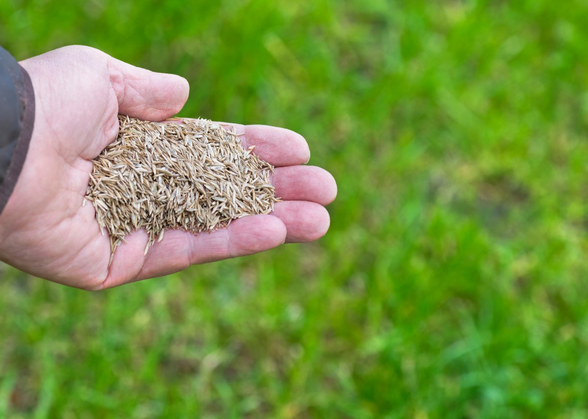 Hand holding grass seed over lush green lawn, close-up showing dry seeds ready for planting outdoors in springtime garden setting.