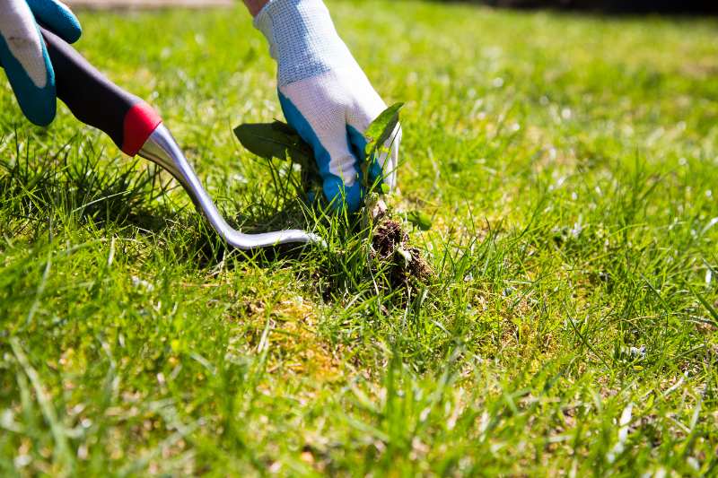 Gloved hand uses curved weeding tool to pry dandelion from green lawn, carefully lifting roots and soil clump.