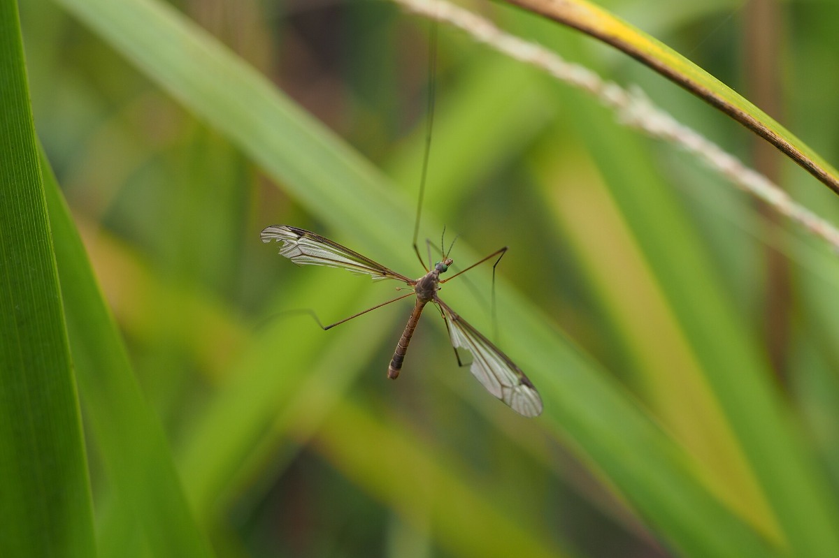 Crane fly on blades of grass