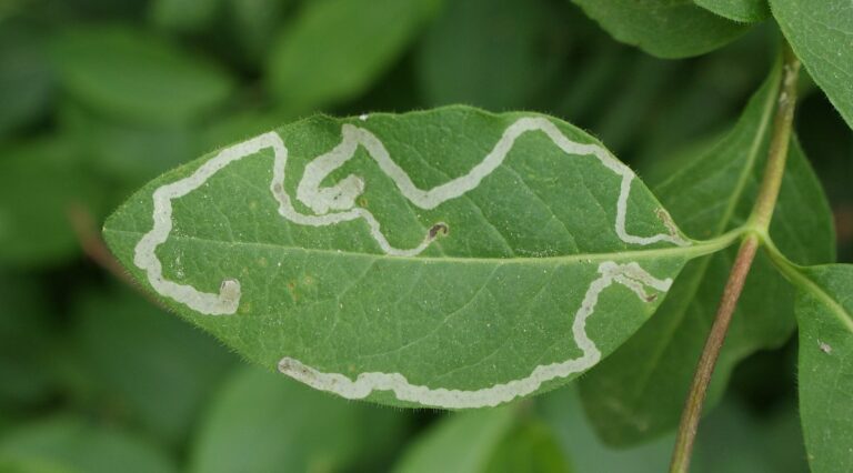 Leaf damage caused by lead miner pests