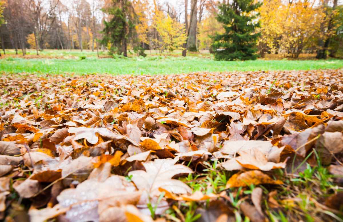Fall leaves on green grass