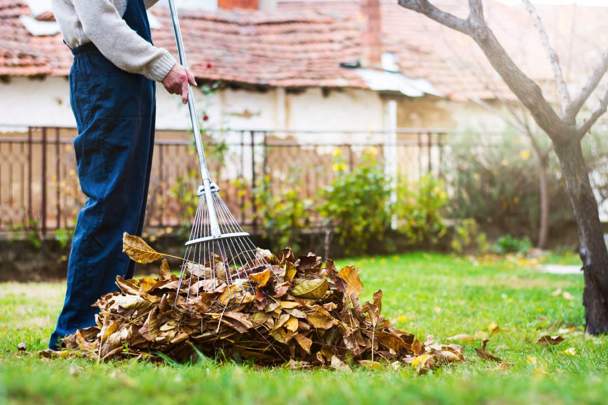 Person raking a pile of dry autumn leaves in a backyard garden, cleaning up the lawn during fall season.