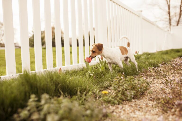 small dog sniffing a tulip flower along a white picket fence in the backyard