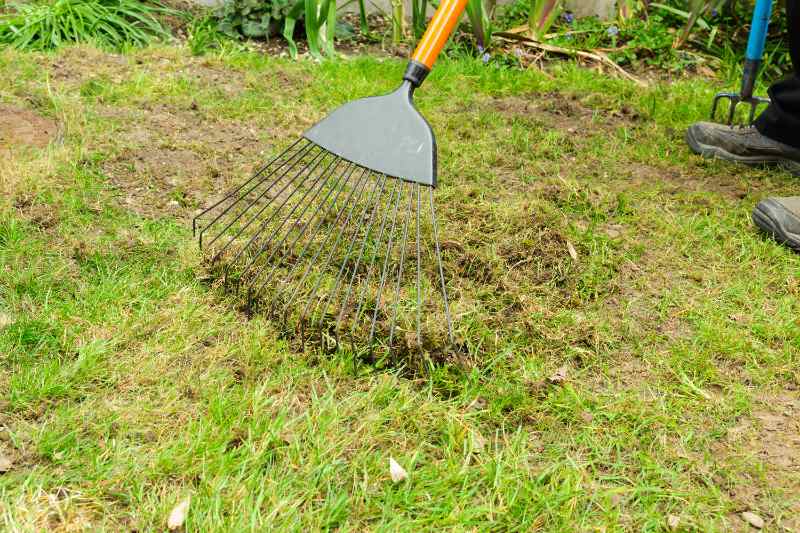 Rake removing dead grass and debris from lawn after tilling, exposing soil surface and preparing ground for planting or seeding.