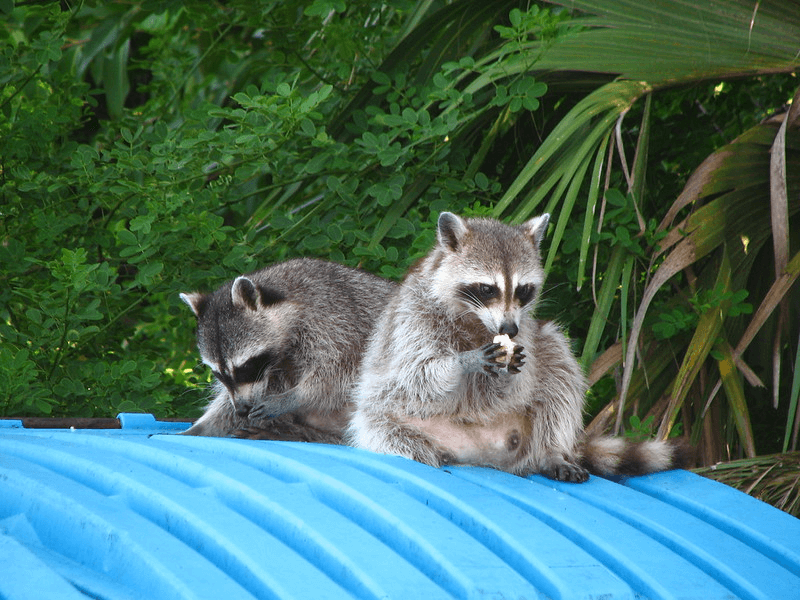 Two raccoons eat food waste from a dumpster in Florida