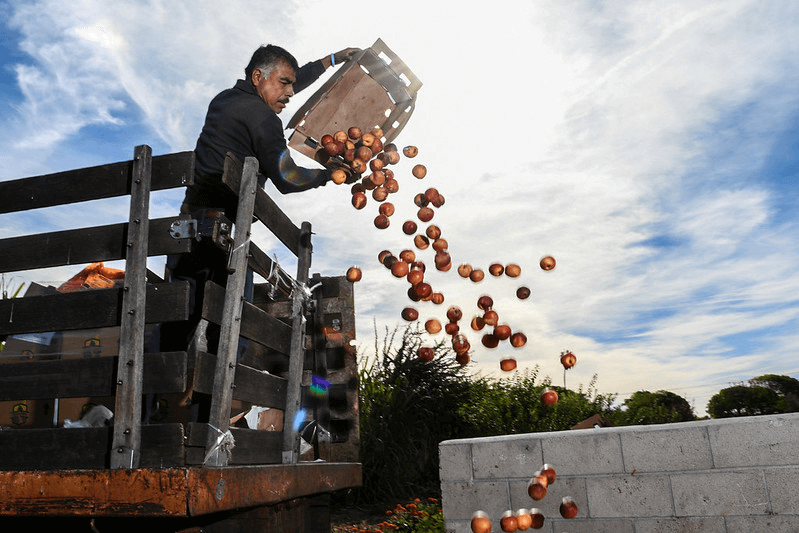 A farmer dumps boxes of produce into a compost system in California