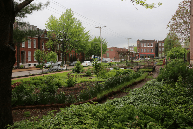 A large community garden amongst row houses in St. Louis