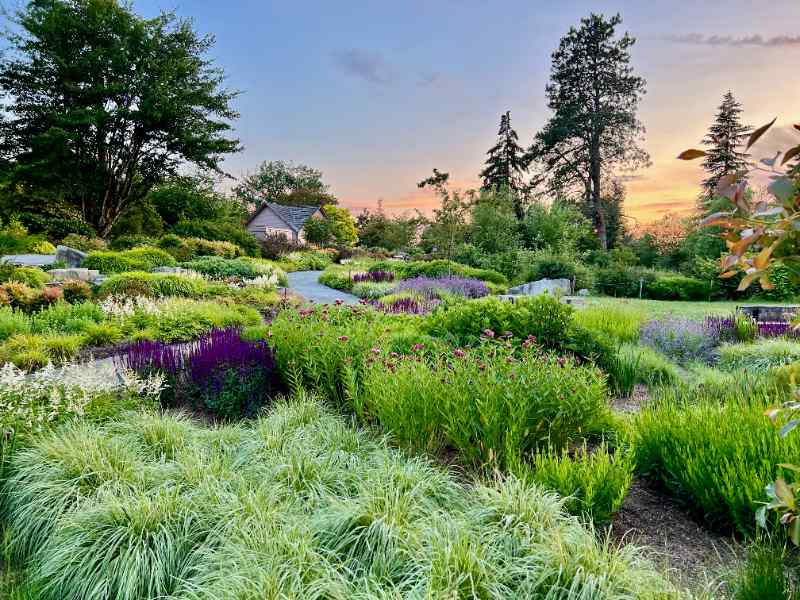 Urban Meadow at Bellevue Botanical Garden displays winding paths through grasses and purple blooms, with trees, shrubs, and cottage nearby.