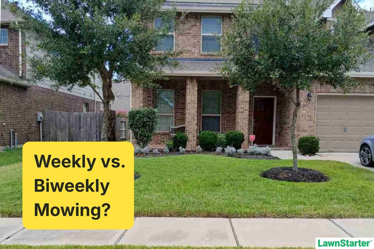 Front yard of brick suburban house with neatly mowed lawn, two trees, trimmed shrubs, and text reading Weekly vs. Biweekly Mowing.