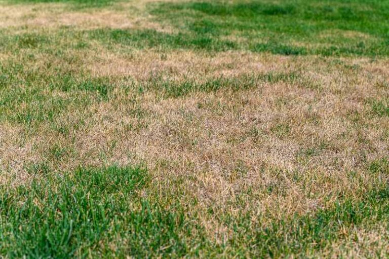 Texas Drought Lawn Care 2026: How to Protect Your Grass Now