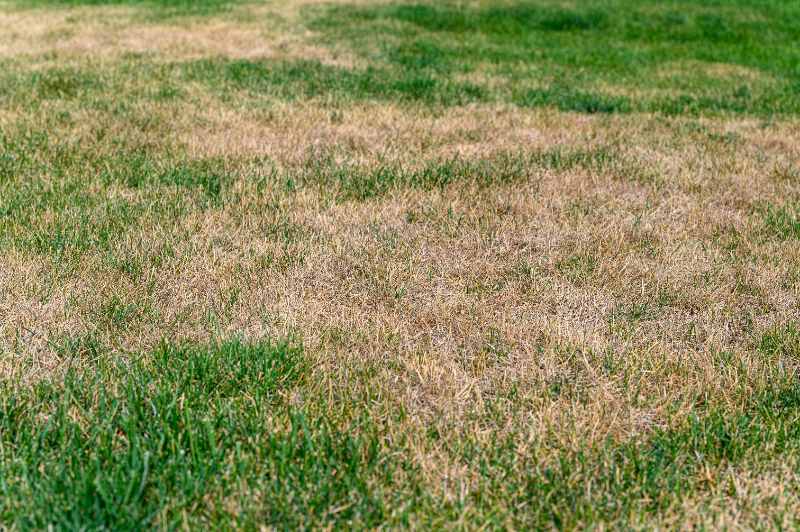 Patchy, brown and green lawn showing drought stress, uneven color, thinning grass, and early signs of moisture loss in residential yard