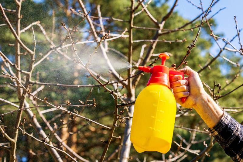 gardener spraying insecticidal soap on fruit tree branches against aphids and other pests