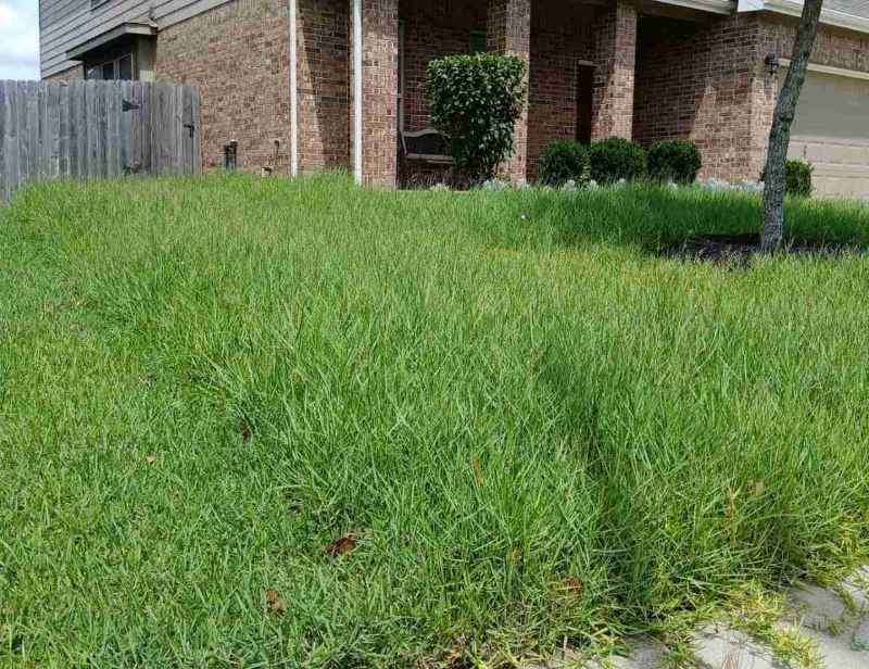 Monthly mowing leaves this suburban front lawn overgrown and patchy, with tall grass spreading across the yard in front of a brick house.