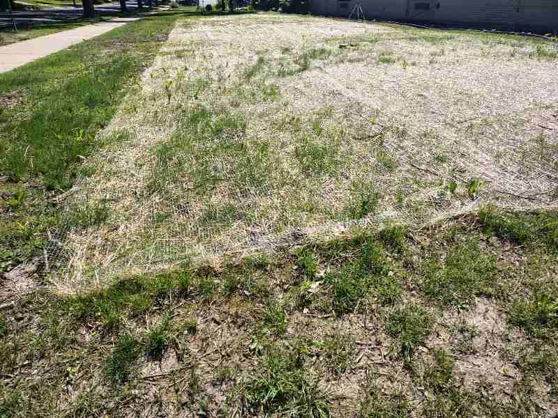 New grass seedlings sprouting through straw mulch and netting on a freshly seeded lawn