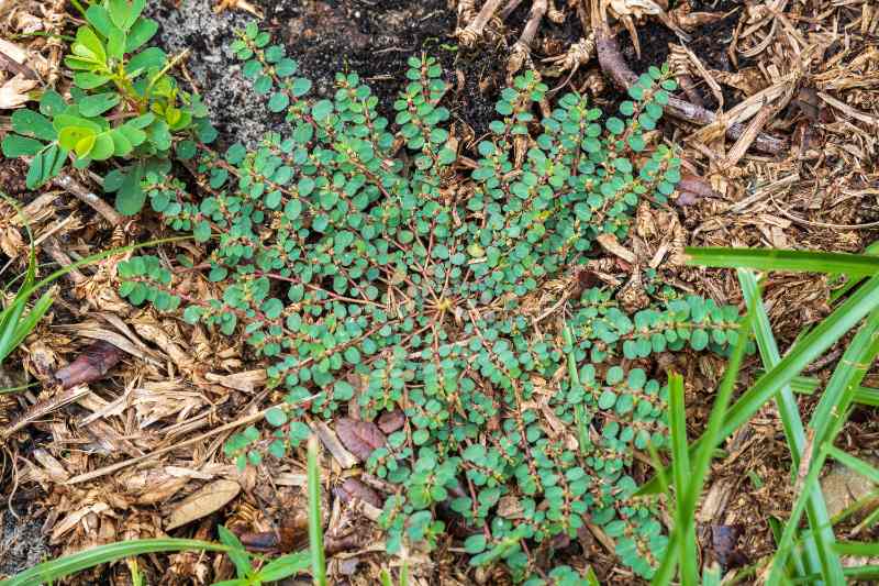 Spotted spurge weed spreading across mulched soil, with small oval leaves, thin reddish stems, grass blades, and dry debris.