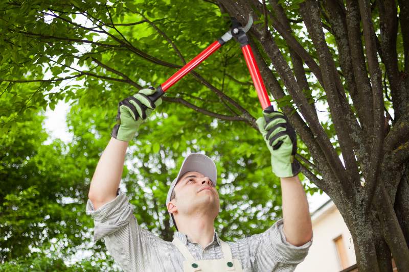 Trim weak branches before storms to prevent falling limbs, protect your yard, and reduce damage while you’re away.