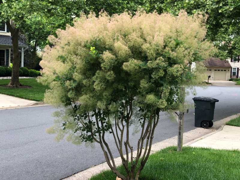 American Smoke Tree growing beside a residential street, with airy beige flower plumes, multiple trunks, and rounded green foliage.