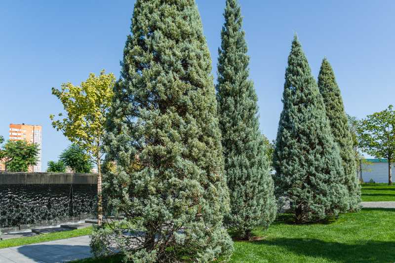 Tall Arizona cypress trees with blue-green foliage line a landscaped lawn under a clear sunny sky.
