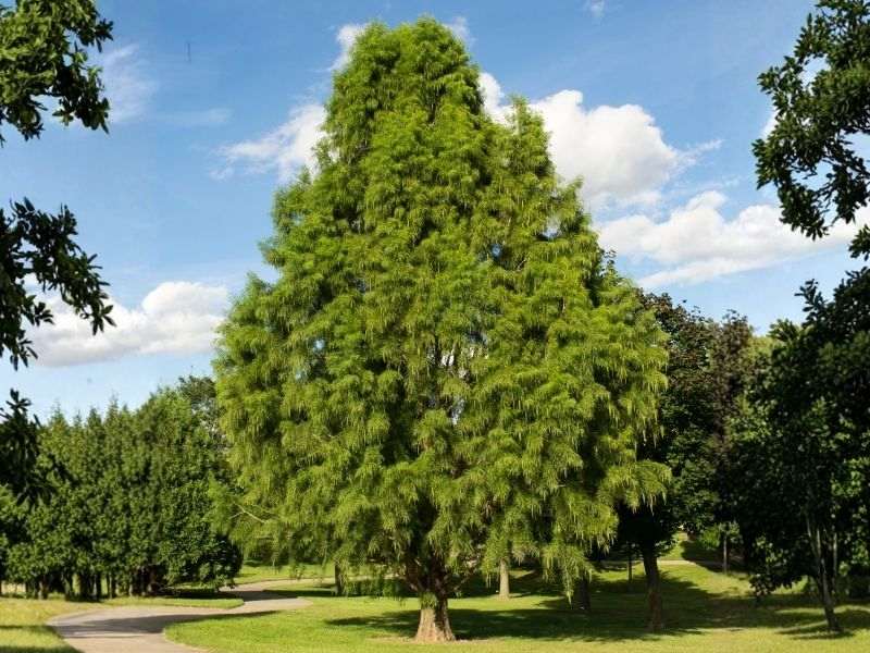 Tall Shawnee Brave baldcypress tree with feathery green foliage standing in a sunny park under blue sky and clouds.