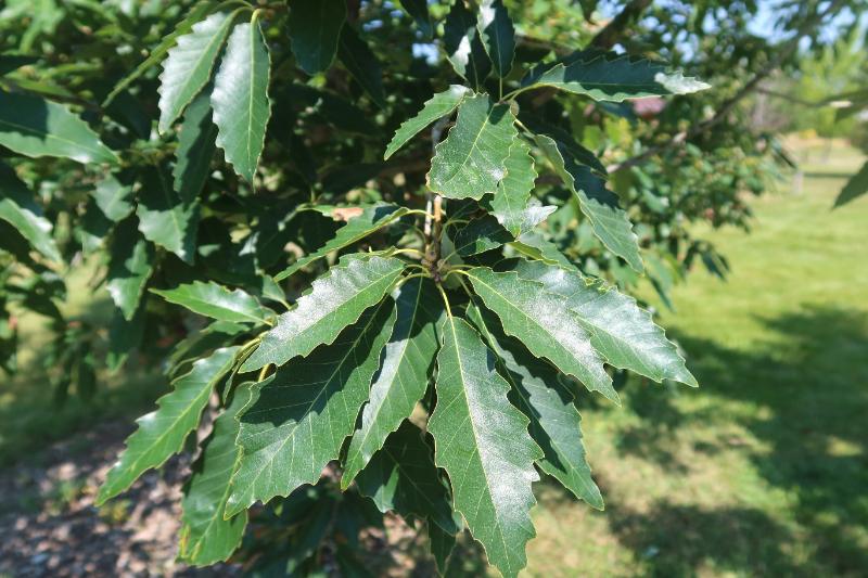 Close-up of glossy green chinkapin oak leaves with toothed edges growing on a branch in sunny outdoor greenery.