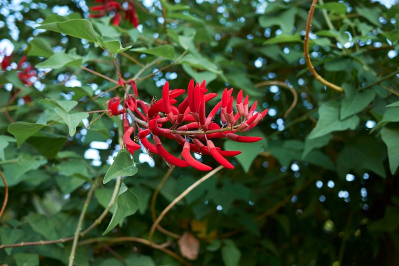 Coral bean flowers with bright red tubular blooms hanging among green leaves against a softly blurred leafy background.