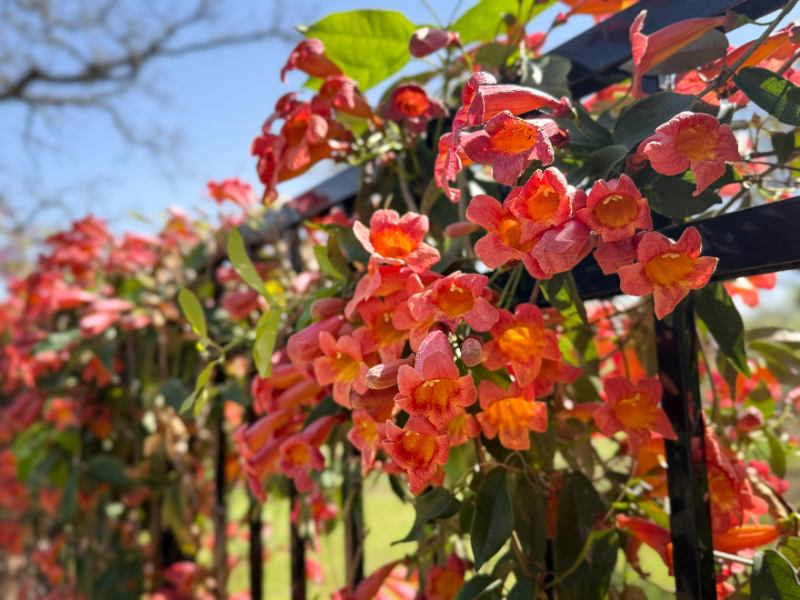 Orange crossvine flowers bloom along a black metal fence in bright sunlight with green leaves and soft background.
