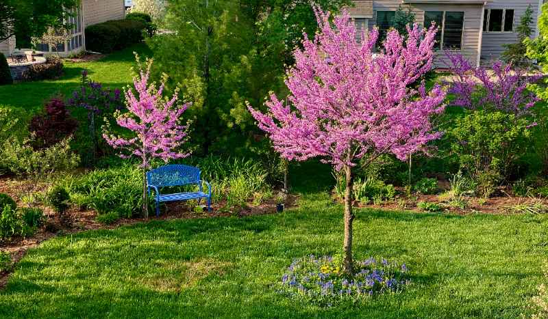 Eastern redbud trees bloom with bright pink flowers in a landscaped spring garden with green lawn, shrubs, mulch, and blue bench.