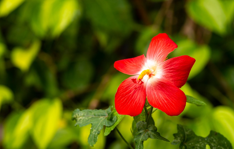 Red heartleaf rosemallow flower with white center blooms against a blurred green leafy background.