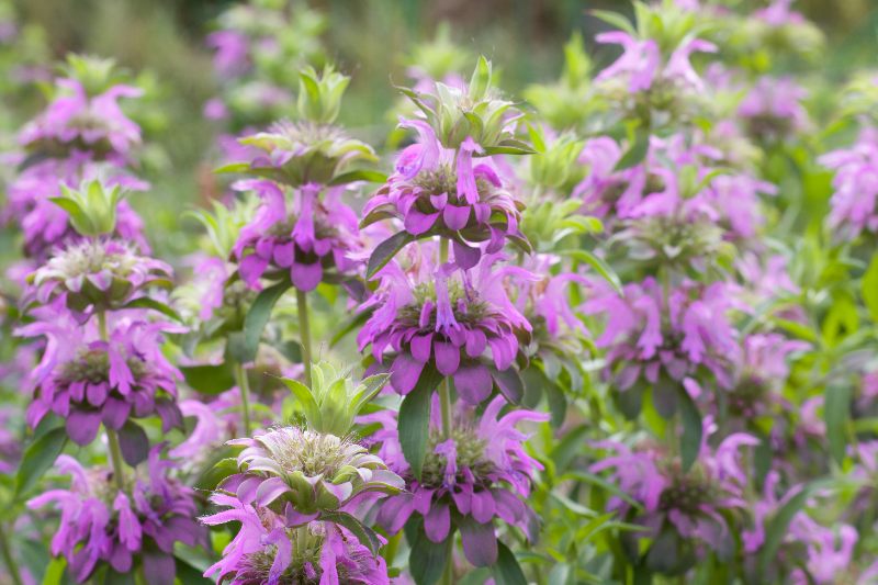 Purple lemon beebalm flowers bloom in clusters among green foliage with a soft natural garden background.